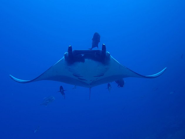 Mantarochen