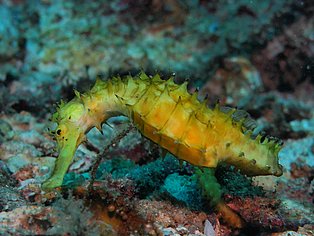 Wetzone Divers Khao Lak Seepferdchen