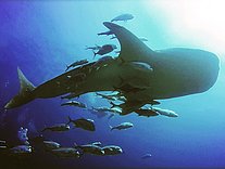 Walhai Richelieu Rock