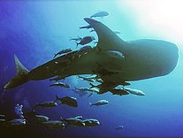 Whale shark at Richelieu Rock