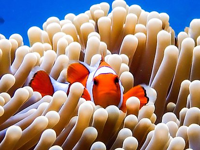 Snorkeling day trips in Khao Lak