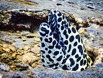 Morena panal de abejas