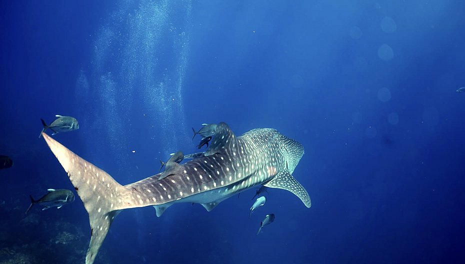 Walhai am Richelieu Rock