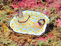 Nudibranquio