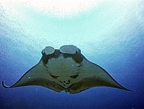 Mantarochen