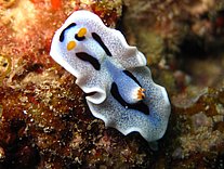 Nudibranquio Boon Sung