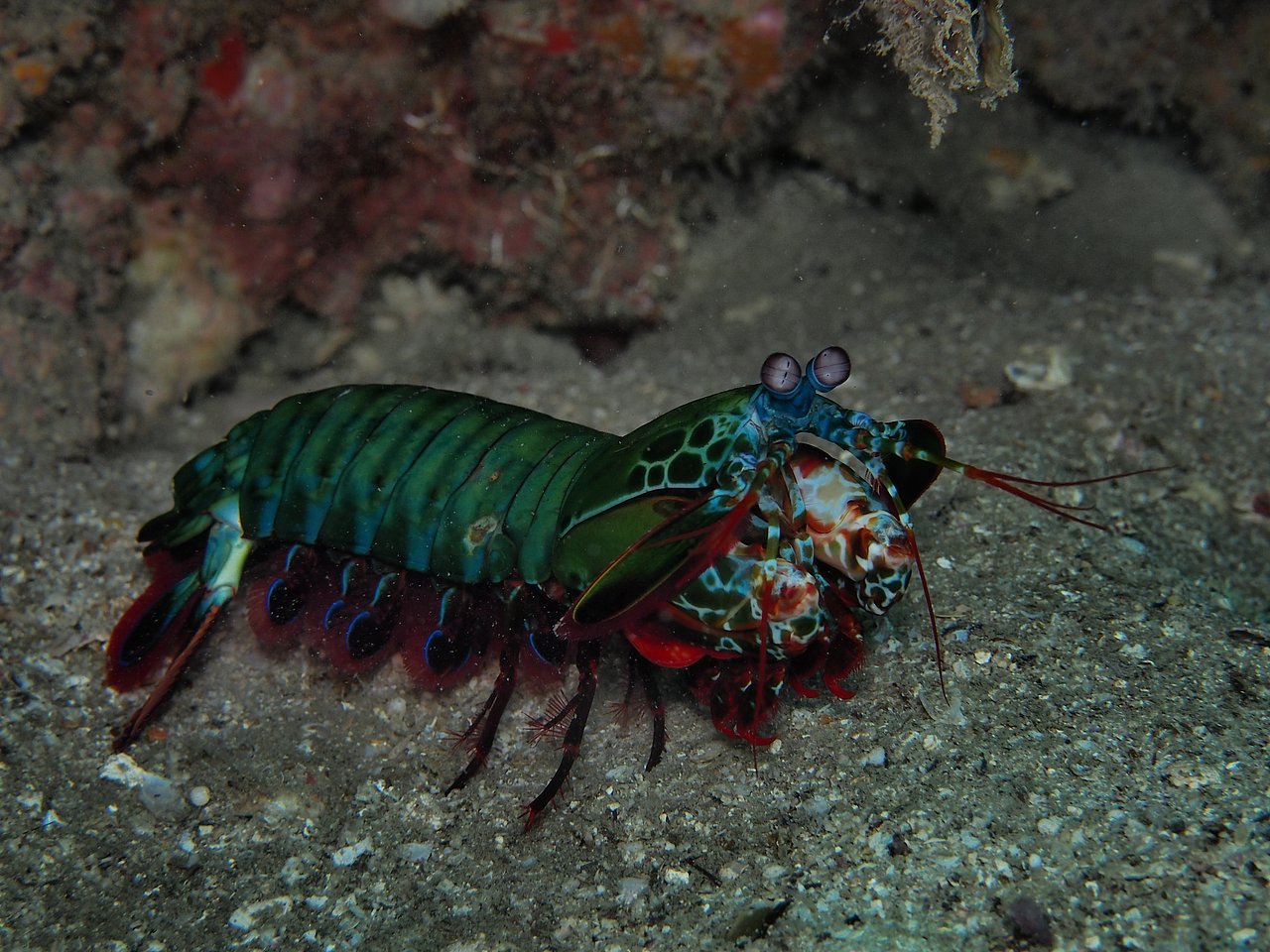 Mantis Shrimp at Richelieu Rock