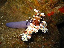 Harlekin Shrimp Richelieu Rock