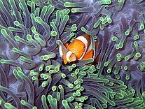 Clownfisch