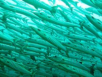 Barracudas